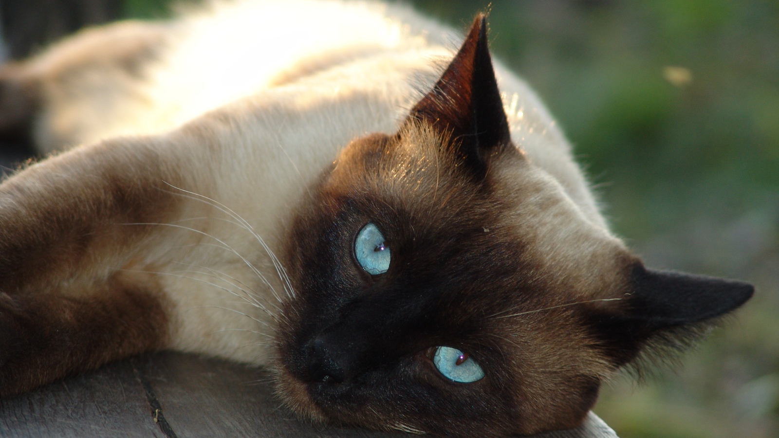 Красивый голубоглазый сиамский кот лежит на лавке 