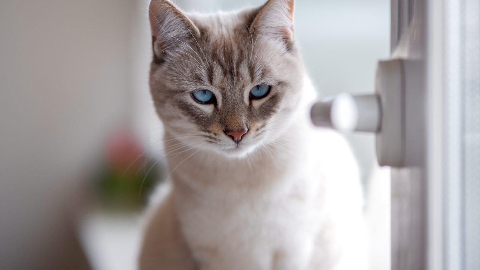 Красивый голубоглазый породистый кот у окна