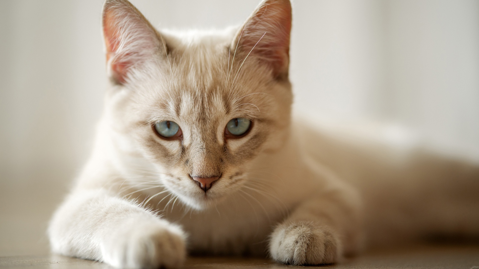 Красивая голубоглазая породистая домашняя кошка лежит на полу