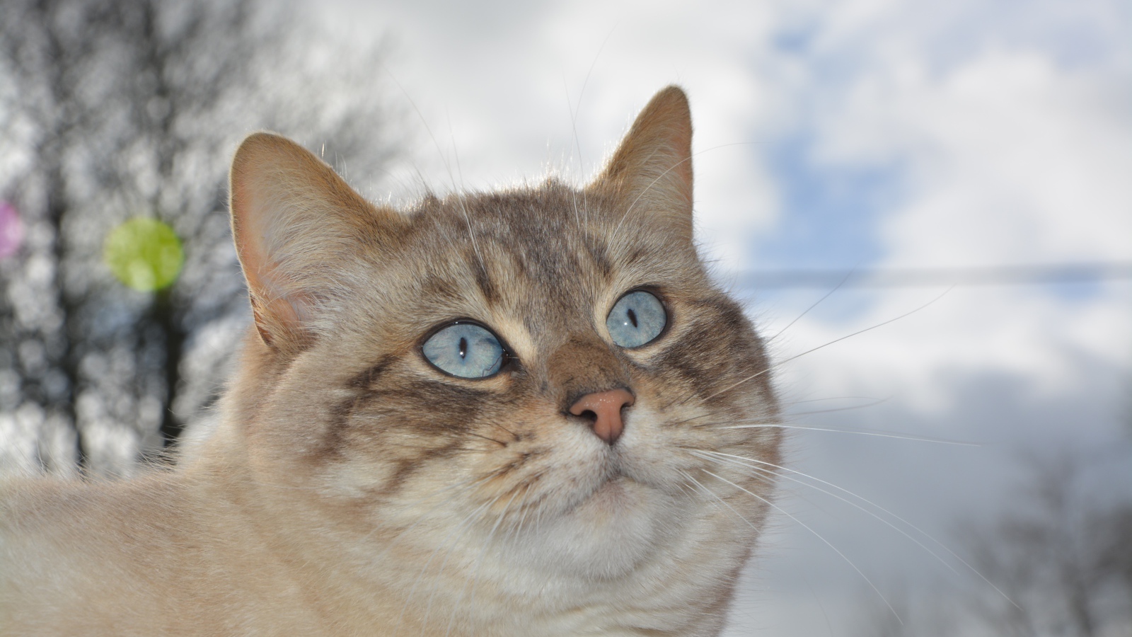 Красивые голубые глаза у кошки