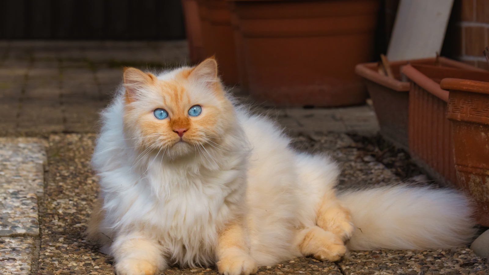 Красивый пушистый голубоглазый рыжий кот