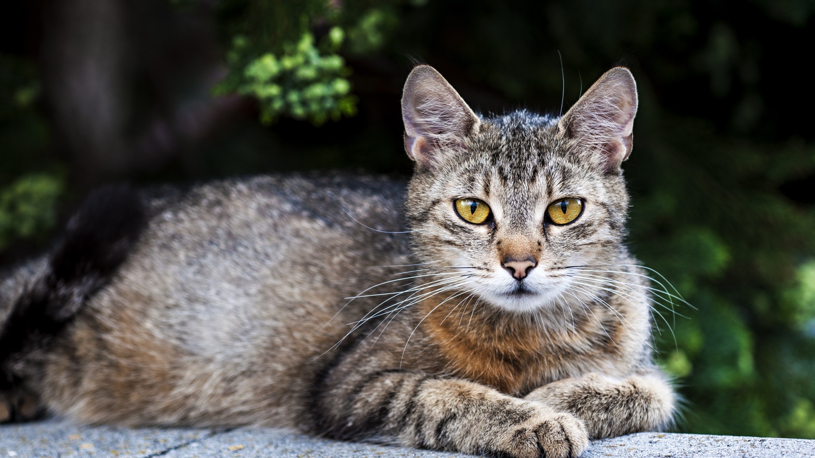 Красивый серый кот с желтыми глазами лежит на улице 