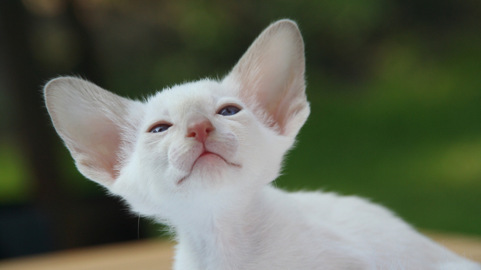 Красивый маленький белый котенок ориентал