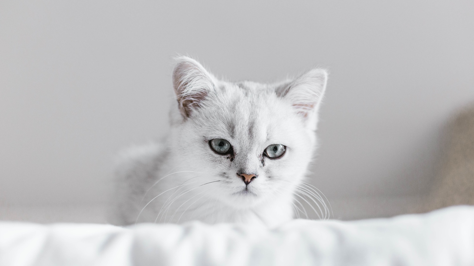 Красивый породистый котенок на кровати 