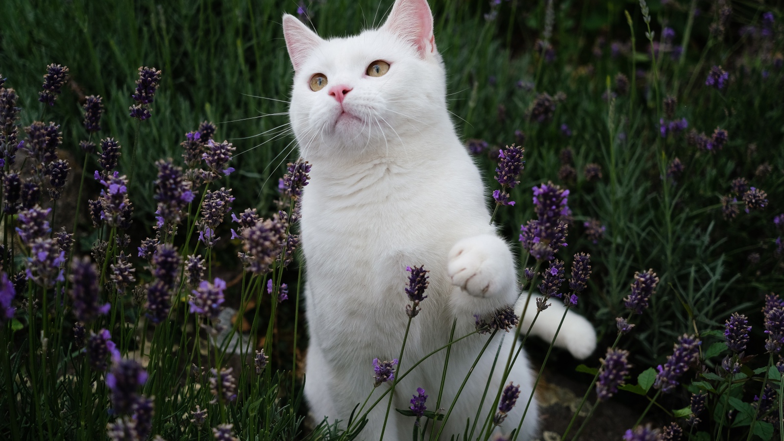 Красивый белый кот сидит в цветах лаванды