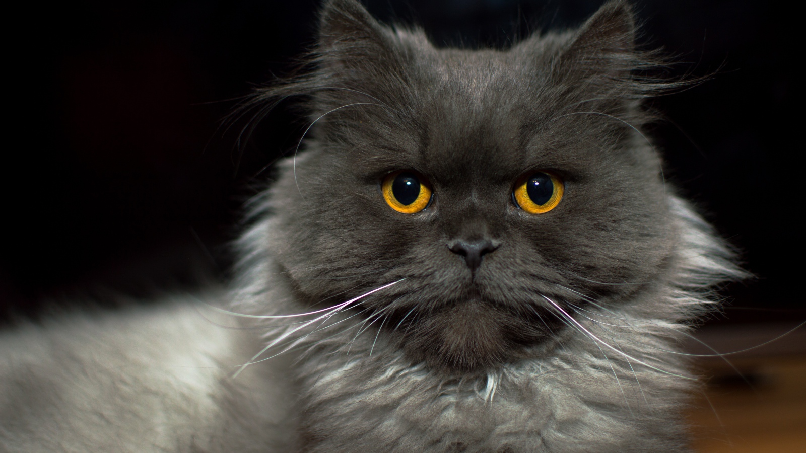 Большой пушистый породистый кот с желтыми глазами 
