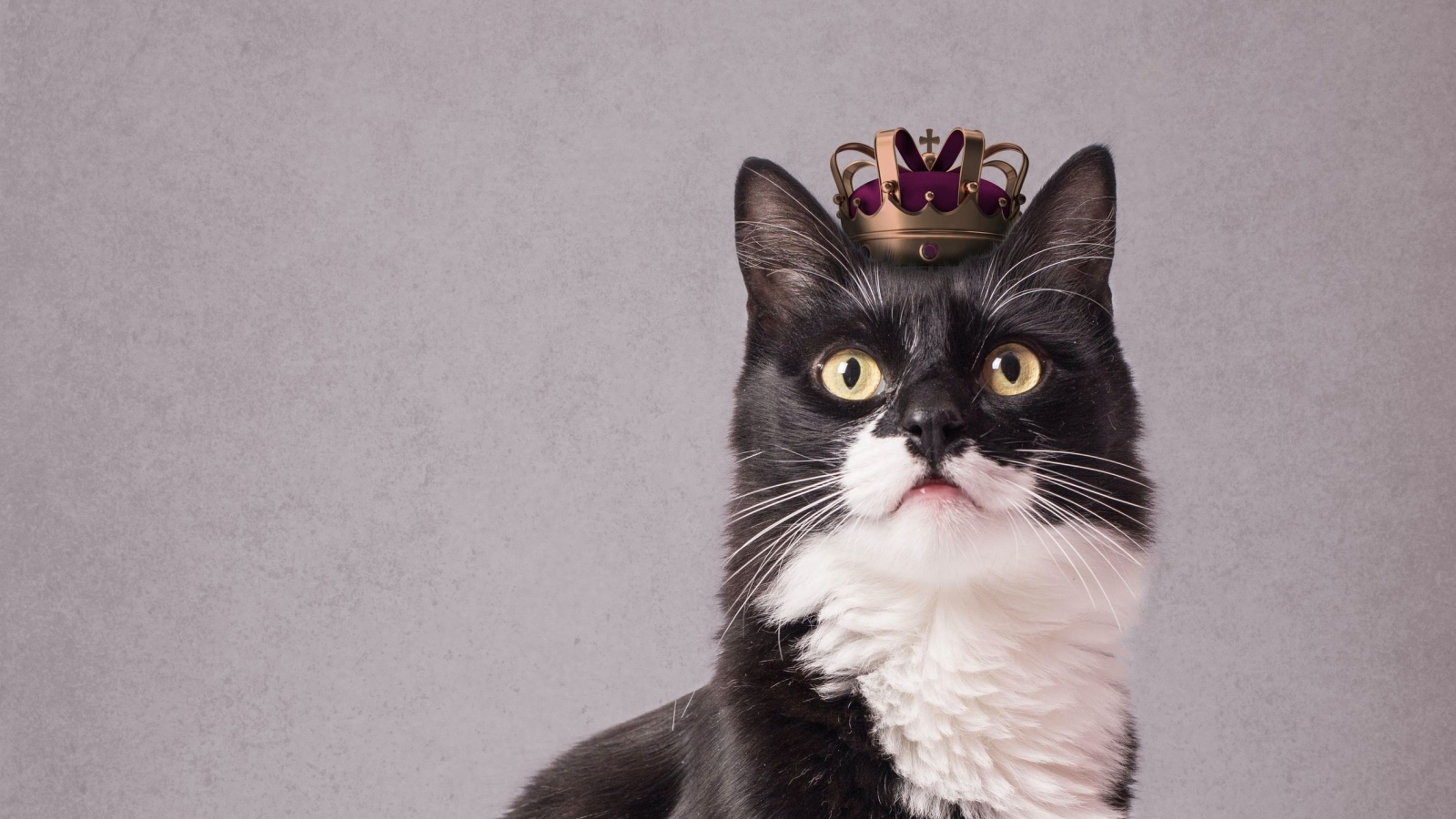 Черно-белый кот с короной на голове на сером фоне 