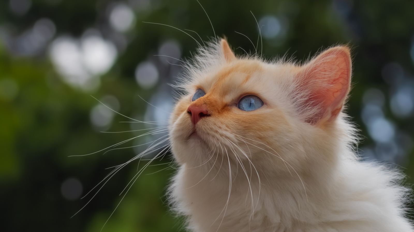 Голубоглазая рыжая кошка с длинными усами