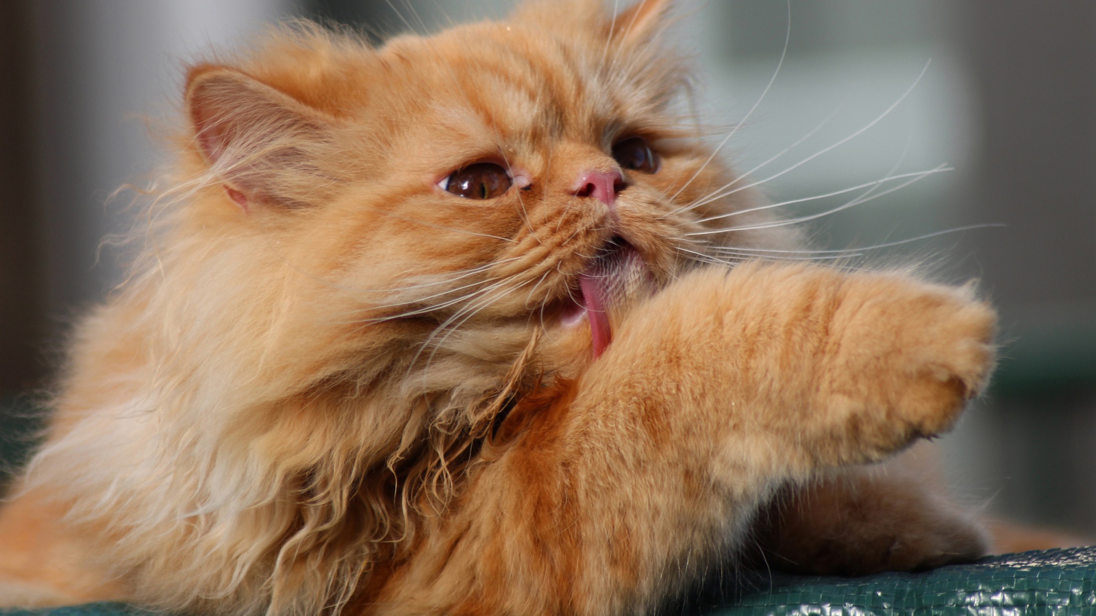 Пушистый рыжий кот облизывает лапу