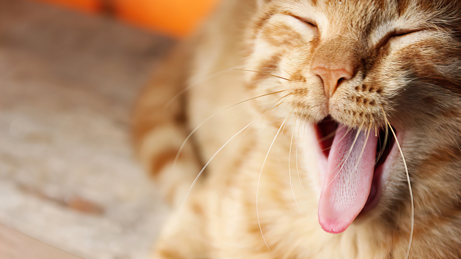 Забавный зевающий рыжий кот с высунутым языком