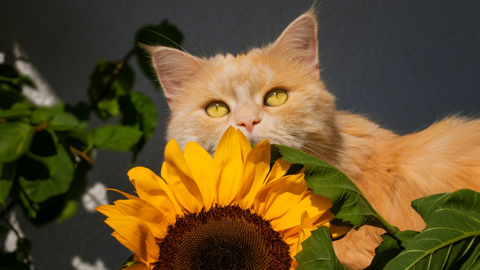 Рыжий кот с цветком подсолнуха на сером фоне 
