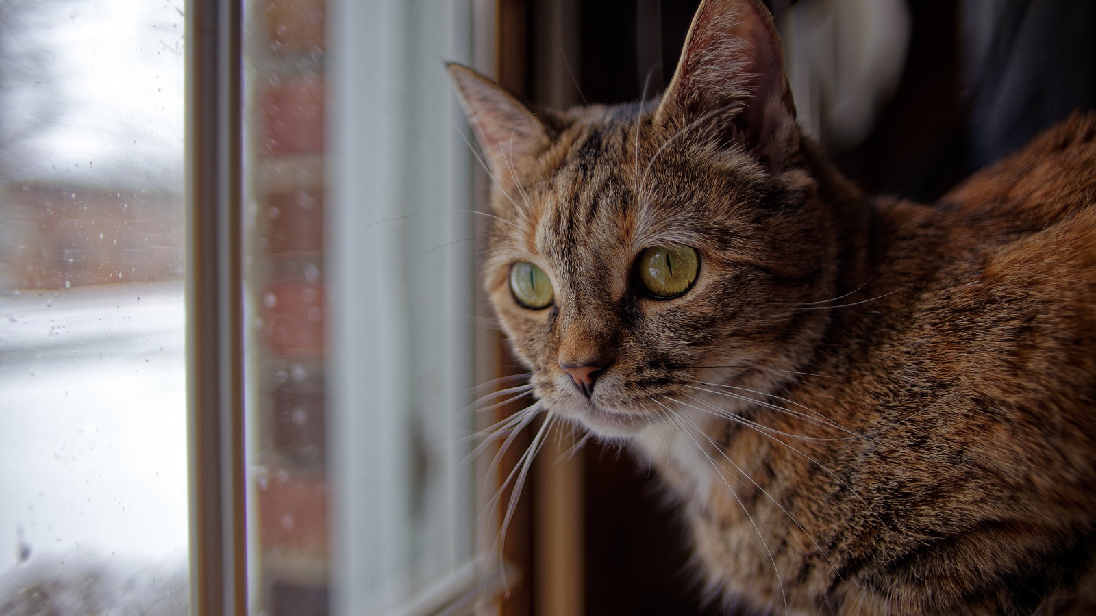 Серый домашний кот смотрит в окно