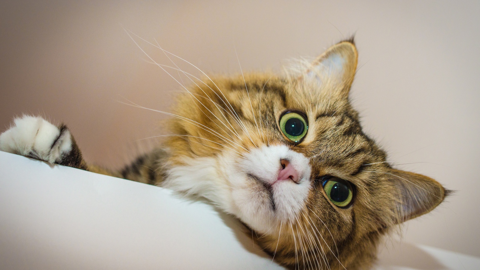 Зеленоглазый пушистый кот лежит на кровати