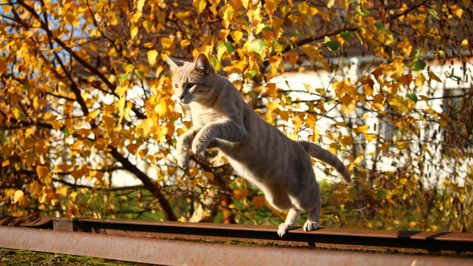 Прыжок рыжего кота на улице осенью 