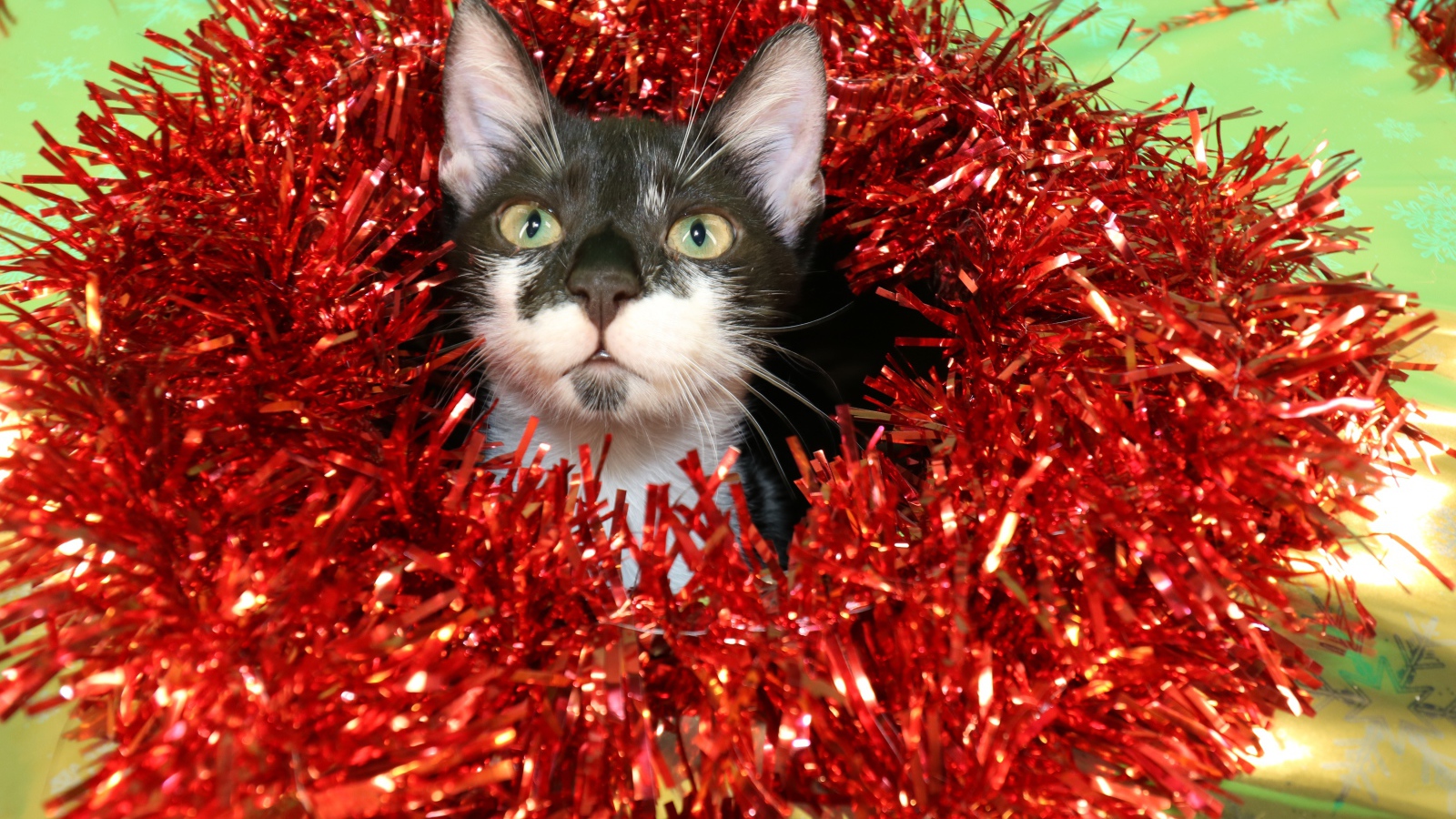 Котенок в красной мишуре на новый год