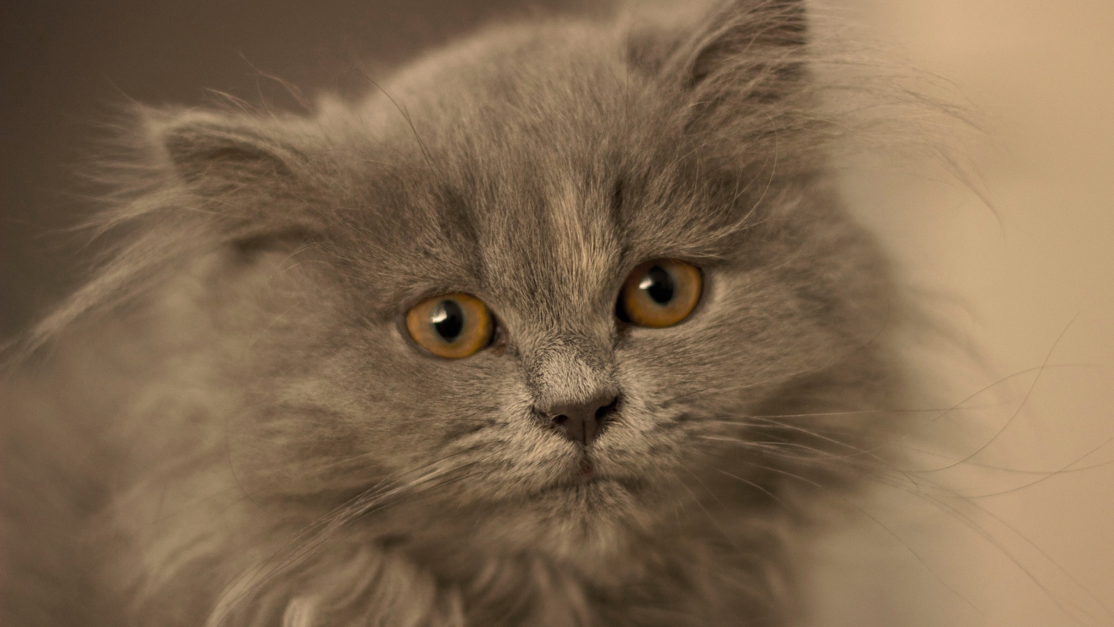 Маленький пушистый пепельный котенок крупным планом