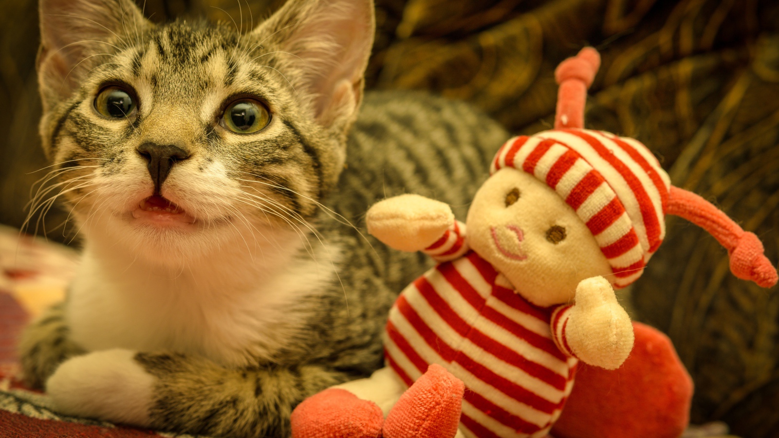 Маленький серый котенок с игрушкой