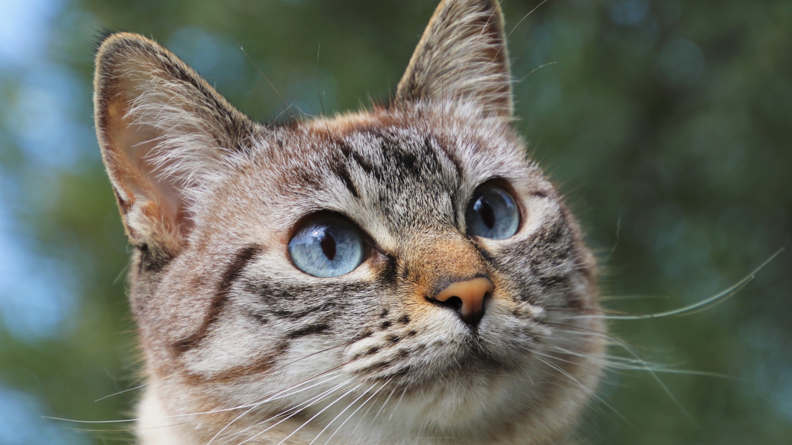 Морда голубоглазой породистой кошки 