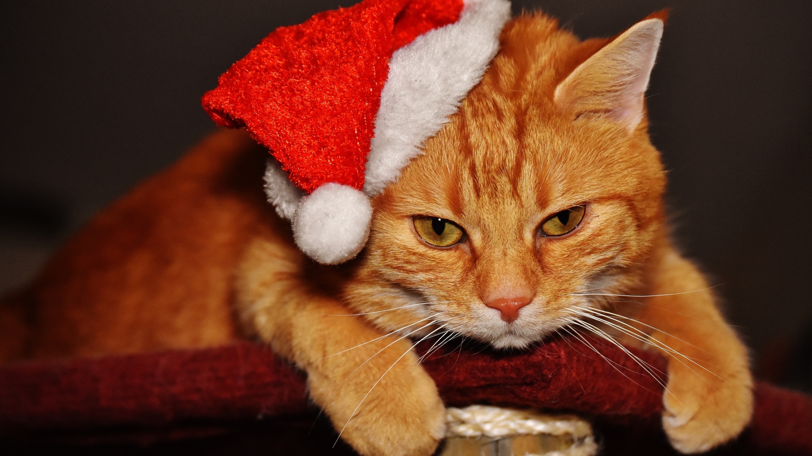 Sad ginger cat in a Christmas hat