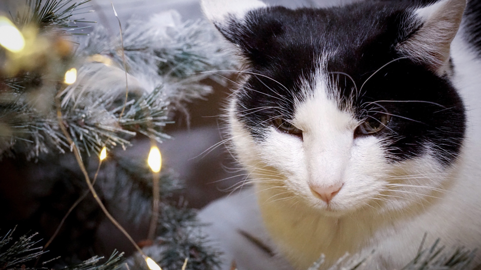Серьезный кот сидит у ели с герляндой 