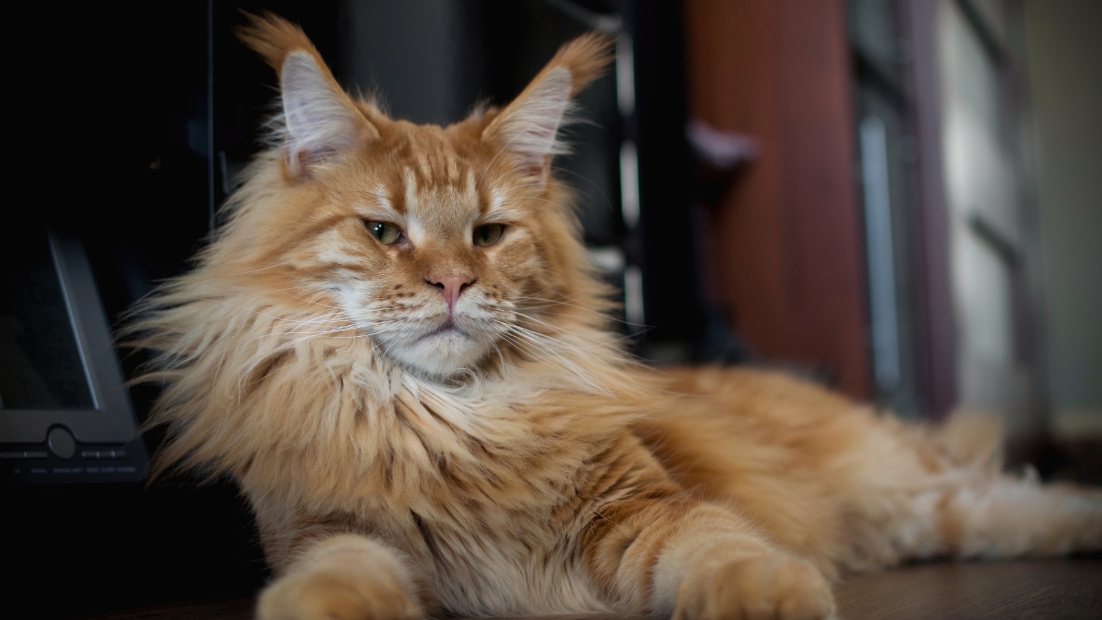 Serious red maine coon cat