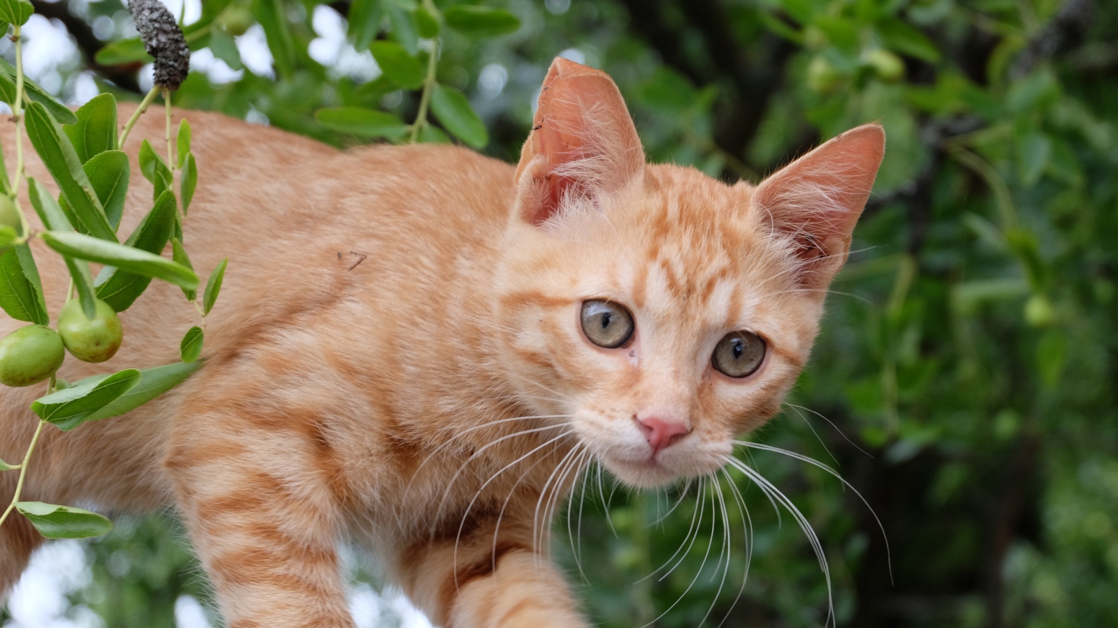 Маленький красивый рыжий котенок в ветках 