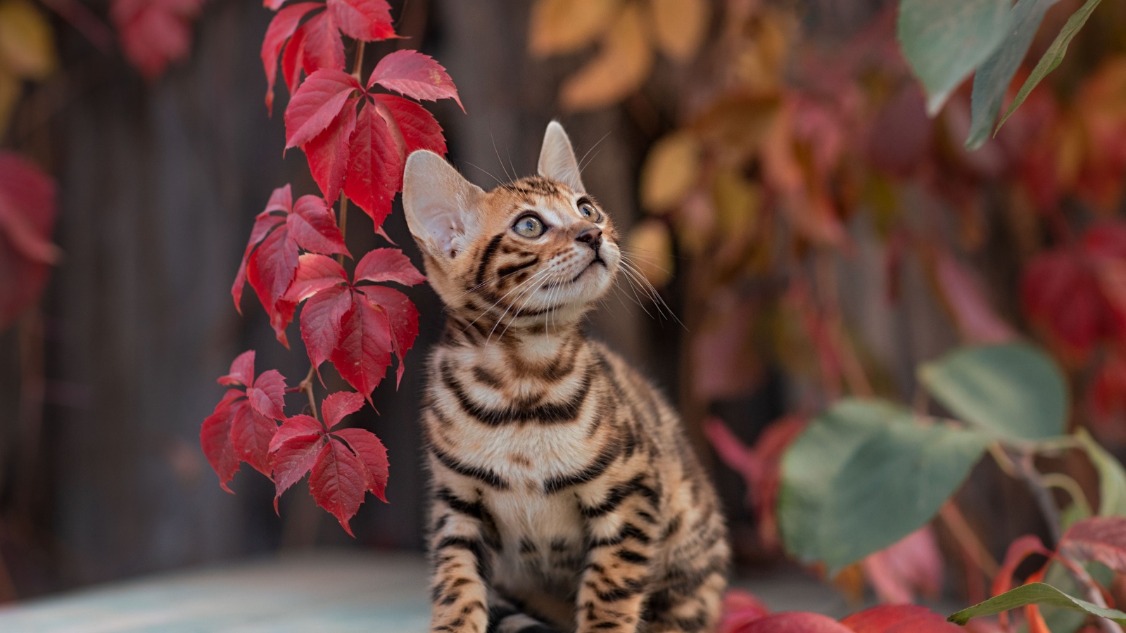 Small tabby kitten with red leaves