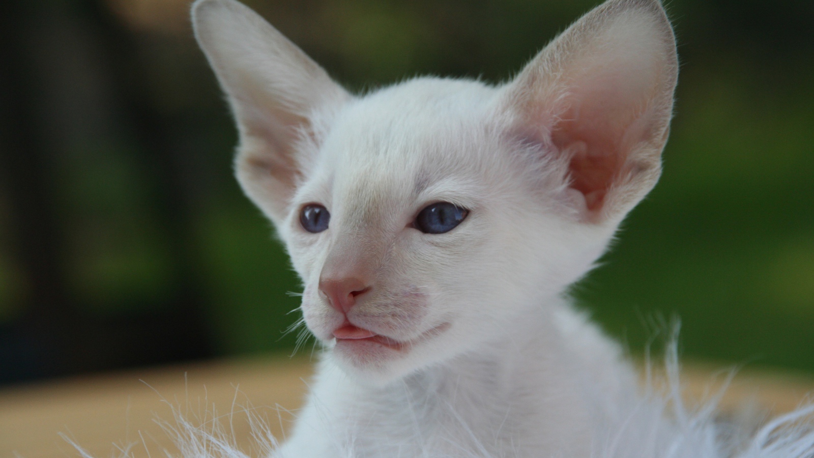 Маленький белый котенок с большими ушами 