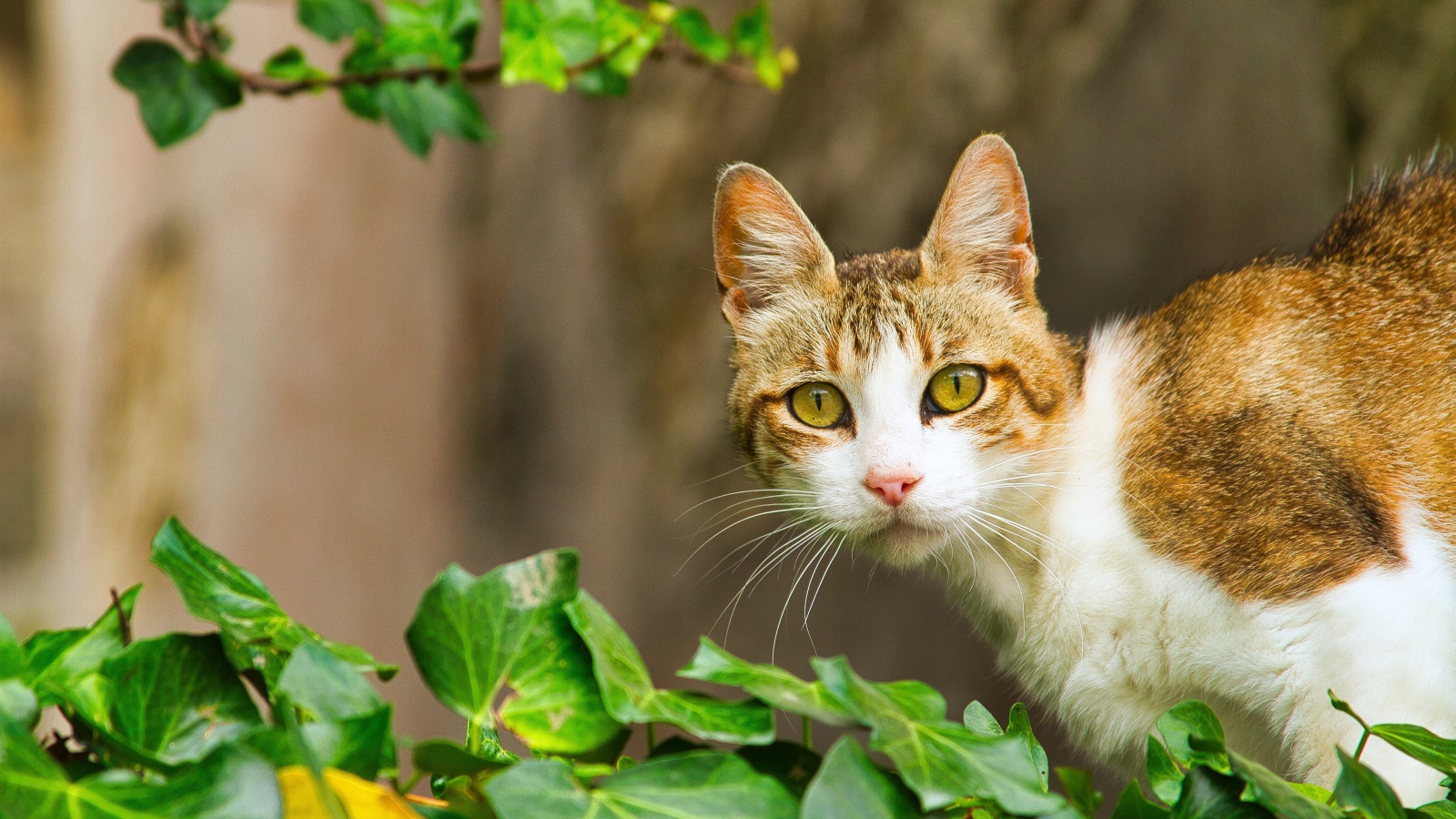 Удивленный кот сидит в зеленых листьях