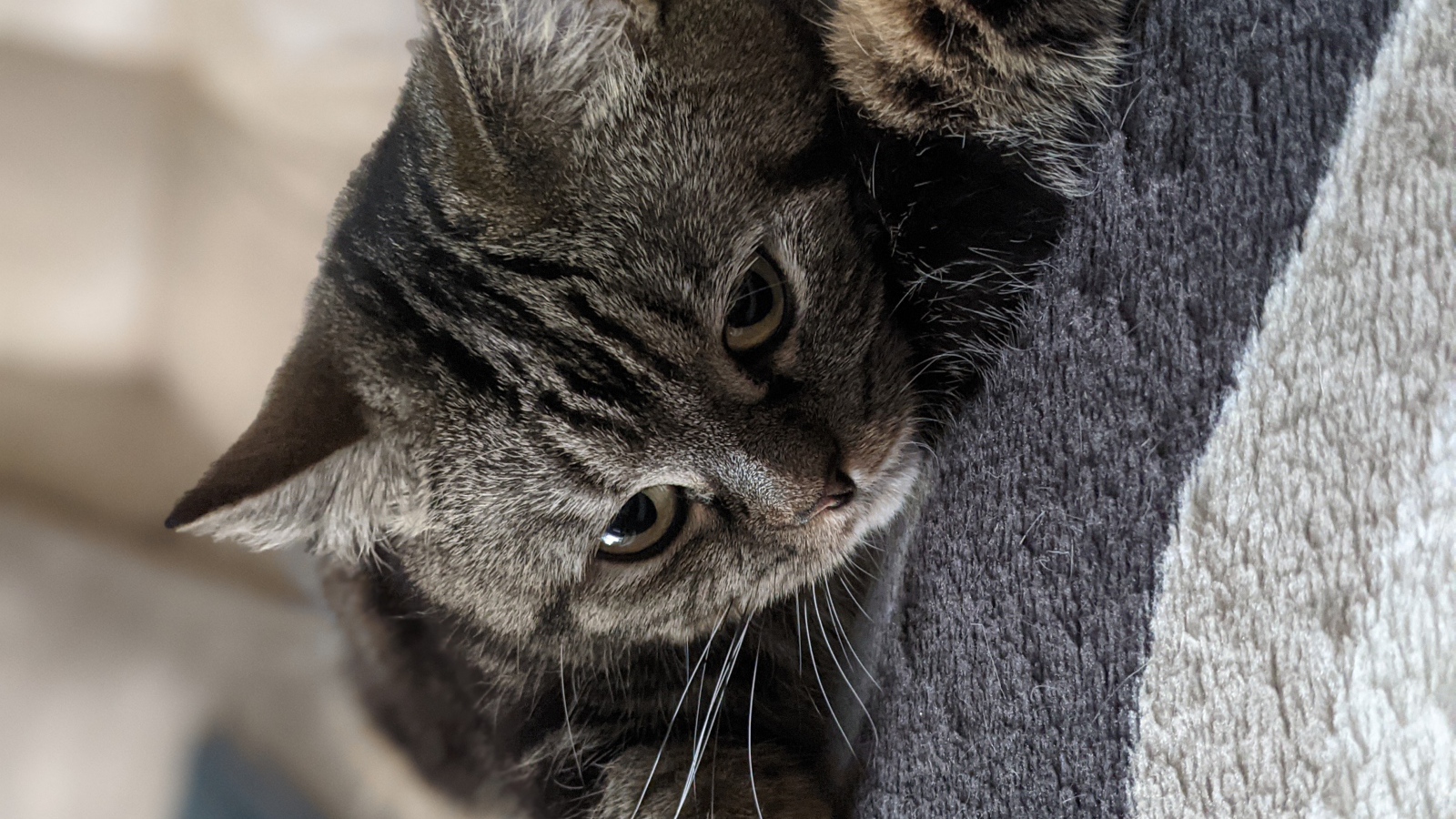 Полосатый серый кот лежит на покрывале