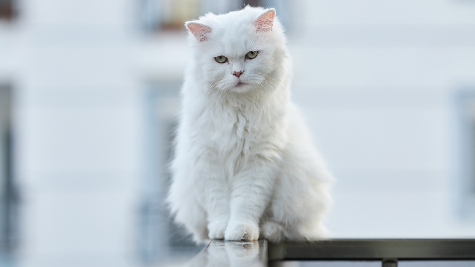 Белый кот сидит на перилах 
