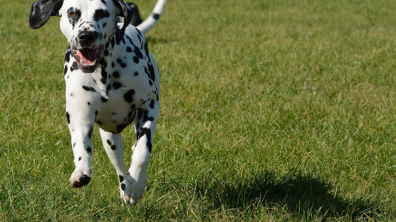 Довольный пятнистый далматин бежит по траве 