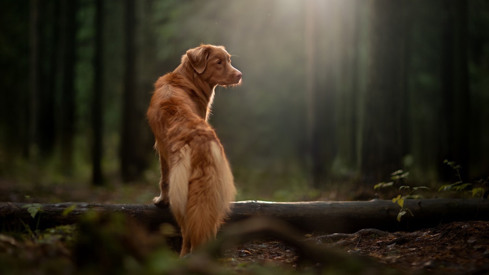 Большой золотистый ретривер гуляет в лесу 