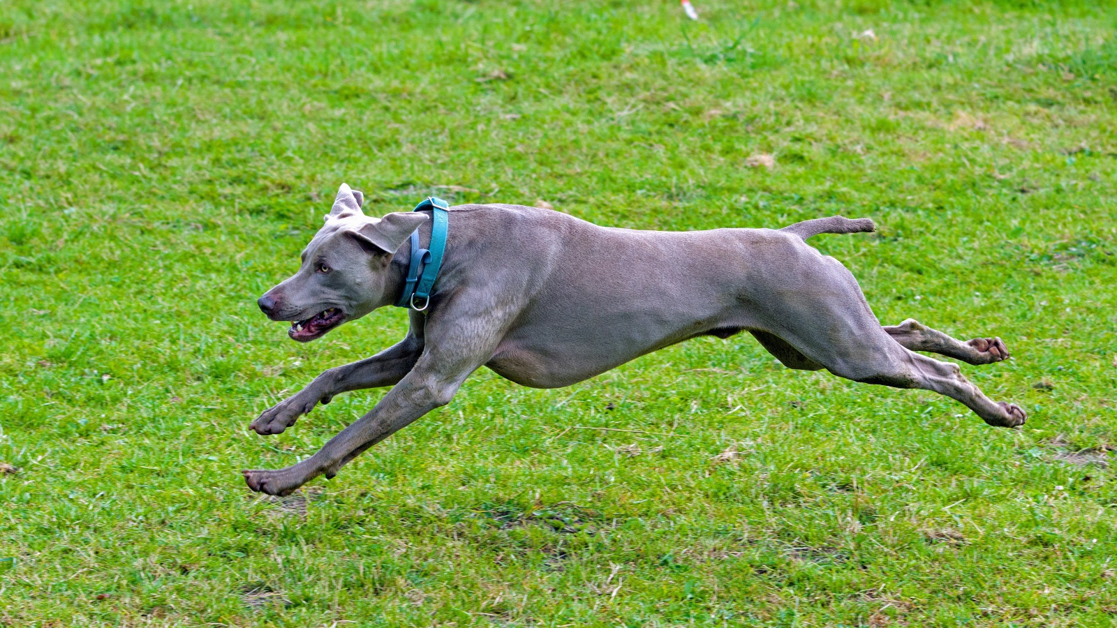 Большой серый Веймаранер бежит по зеленой траве 