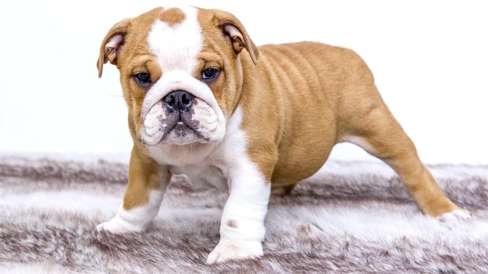 Щенок английского бульдога на подстилке