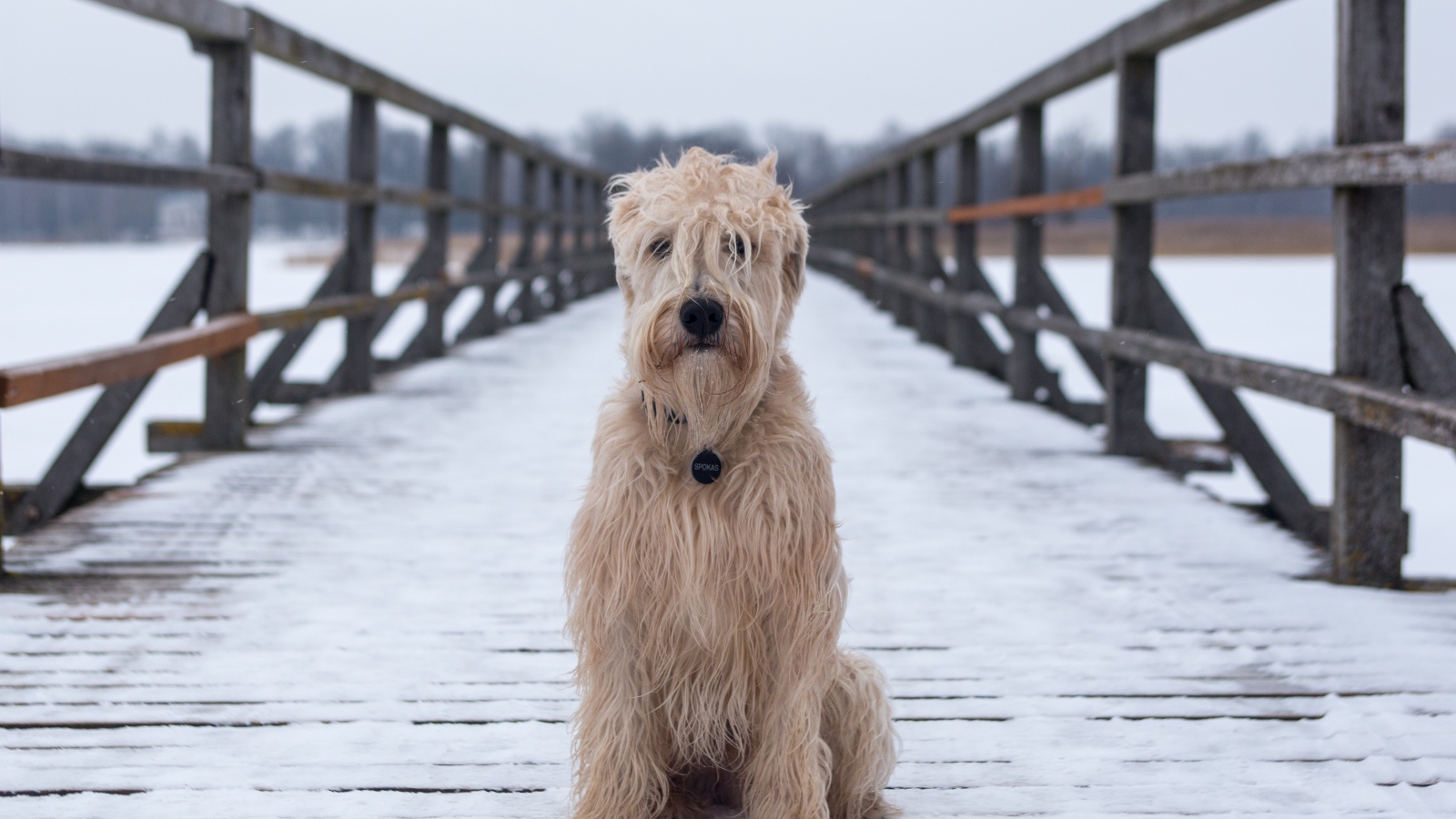 Пушистый пес сидит на покрытом снегом мосту