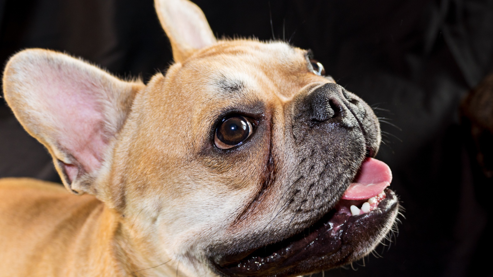 Морда французского бульдога с высунутым языком