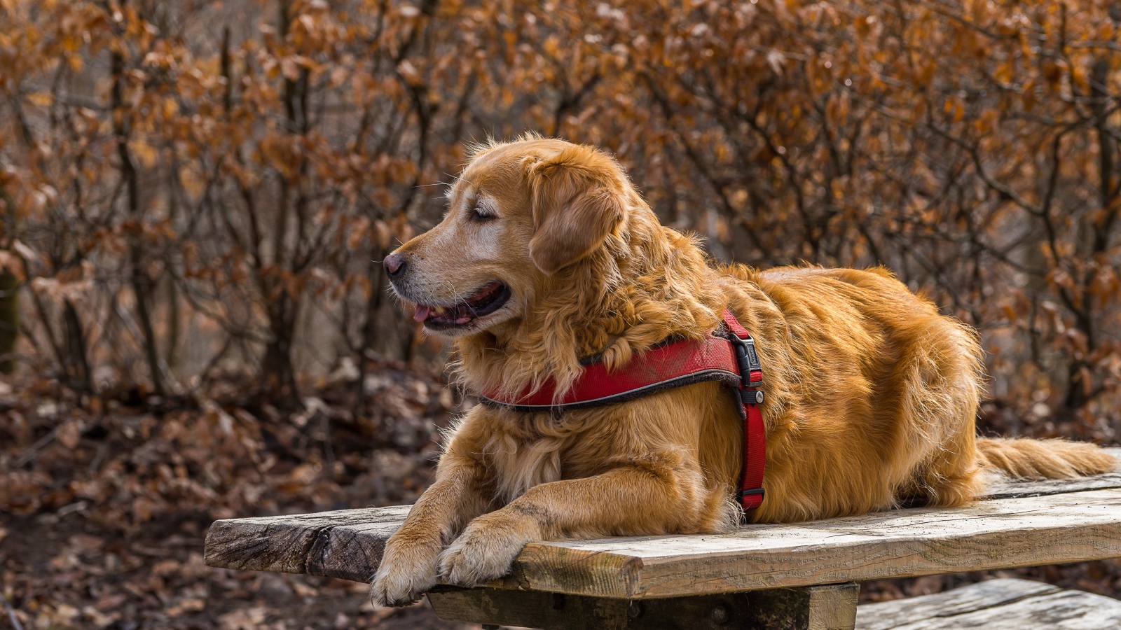 Золотистый ретривер с высунутым языком лежит на столе 