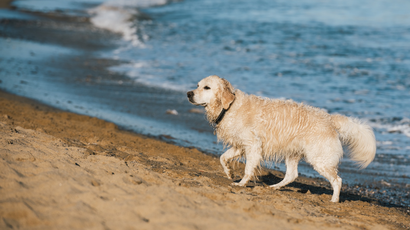 Золотистый ретривер идет по песку у воды