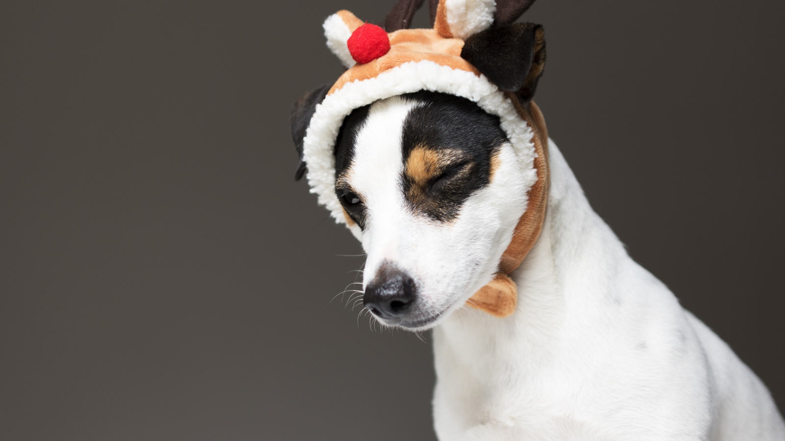 Джек рассел терьер в новогодней шапке на сером фоне