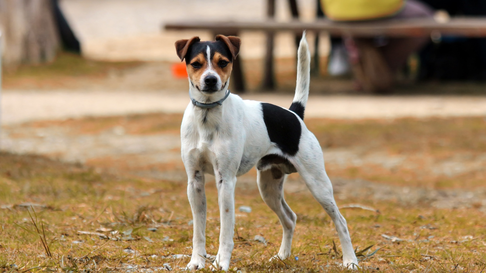 Джек рассел терьер стоит на траве