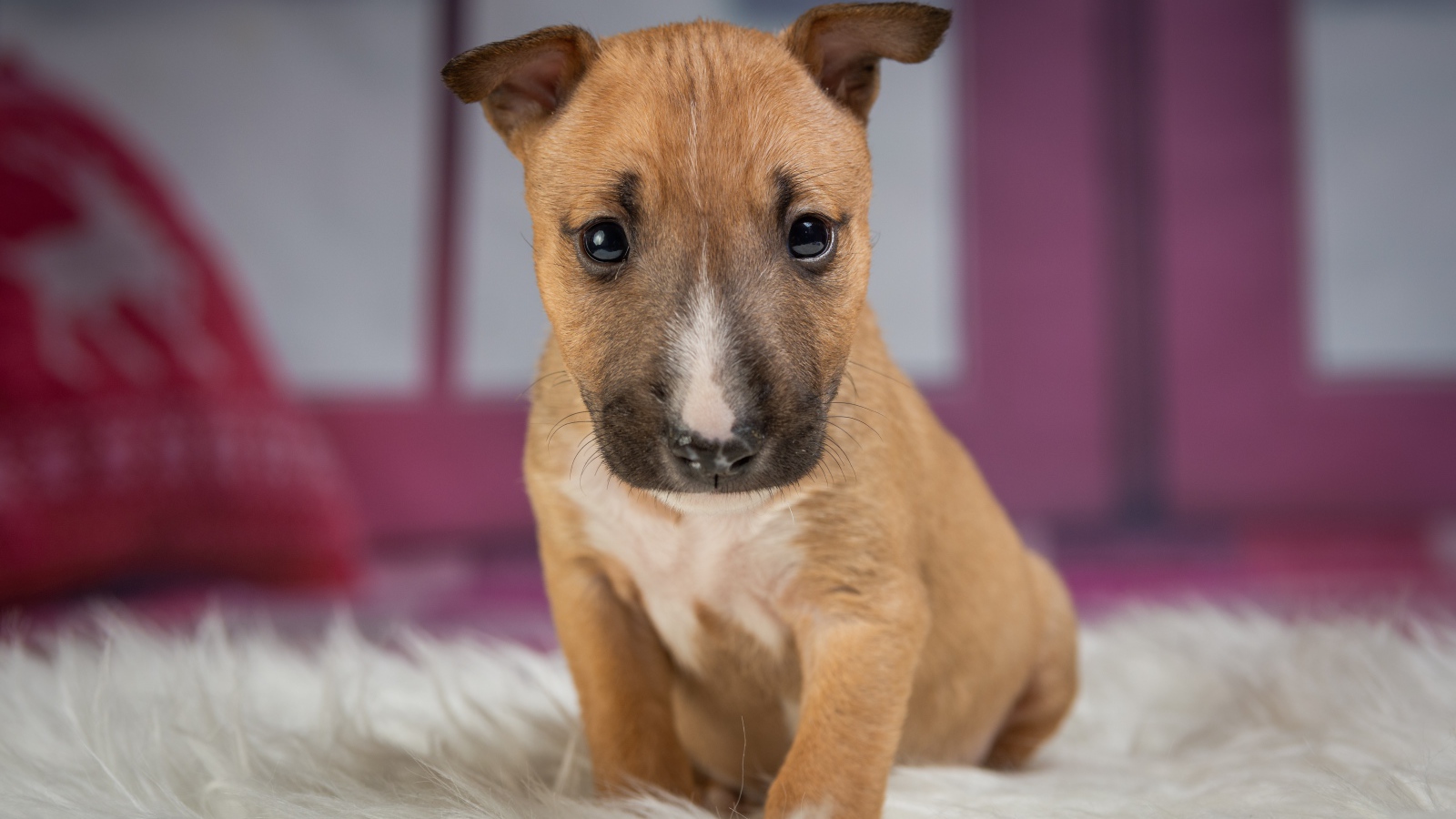 Маленький забавный щенок сидит на меховой подстилке 