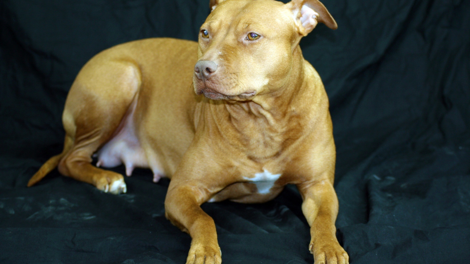 Породистая собака лежит на черном диване 