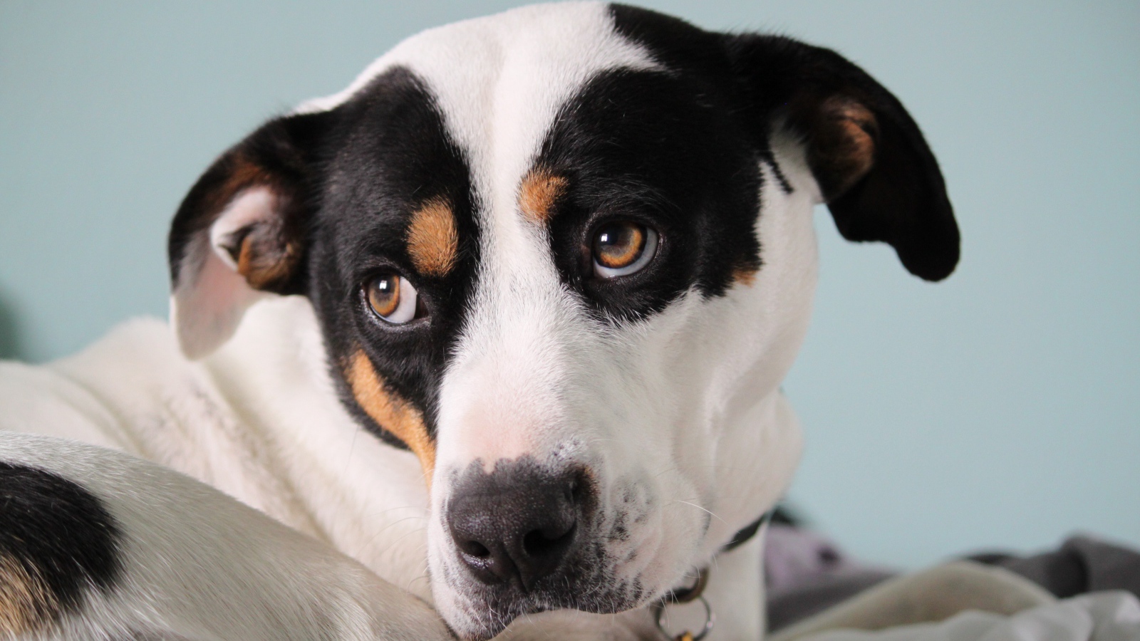 Грустный Джек рассел терьер лежит на кровати 