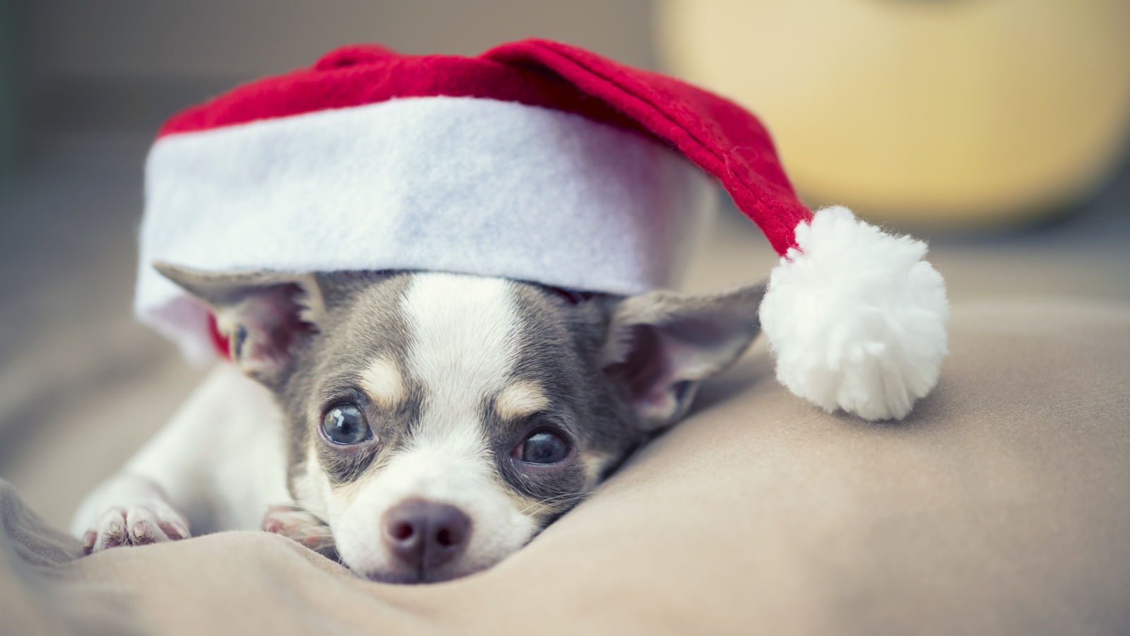 Грустный чихуахуа в шапке Санта Клауса