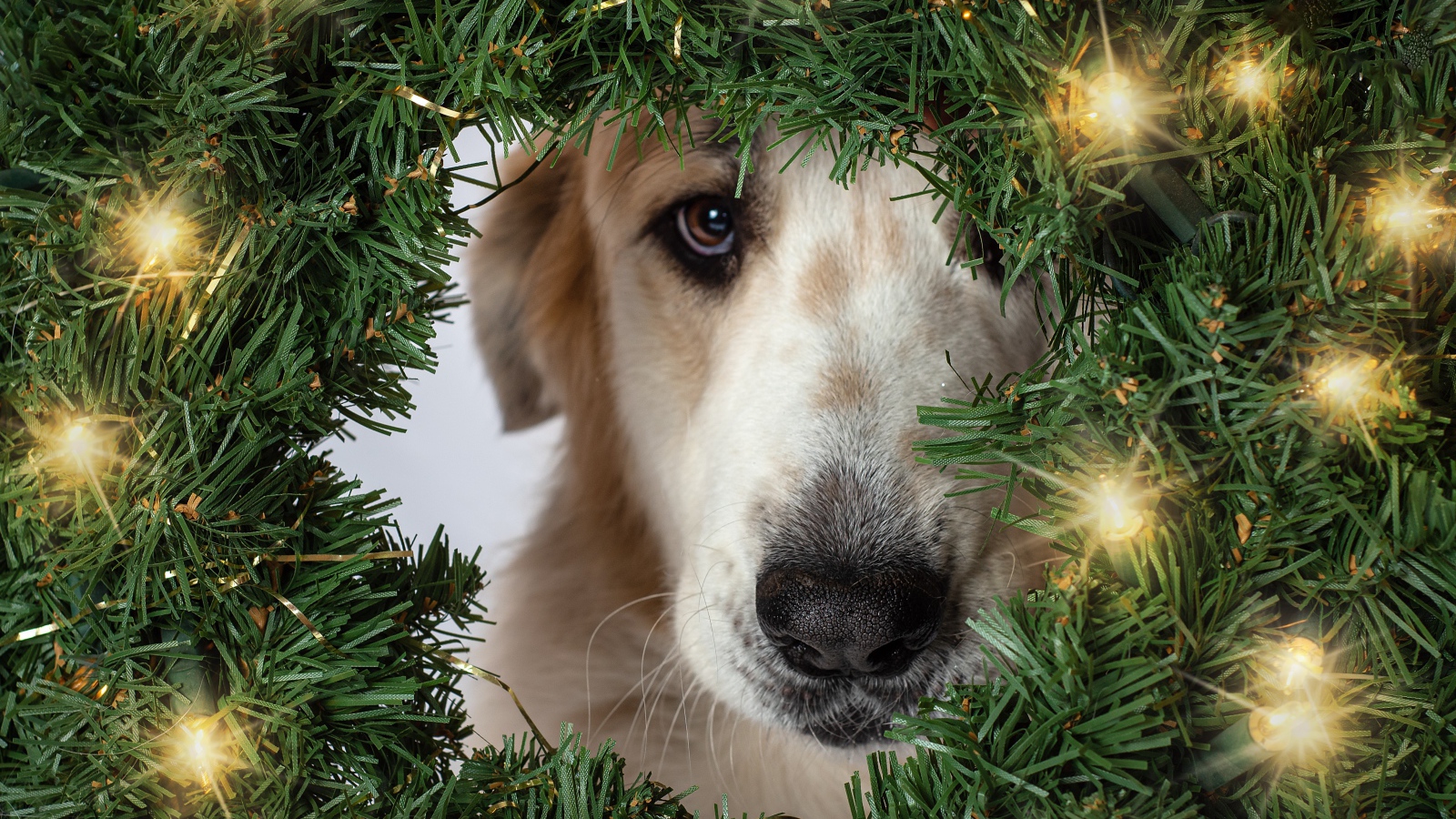 Грустная собака с зеленым рождественским венком 