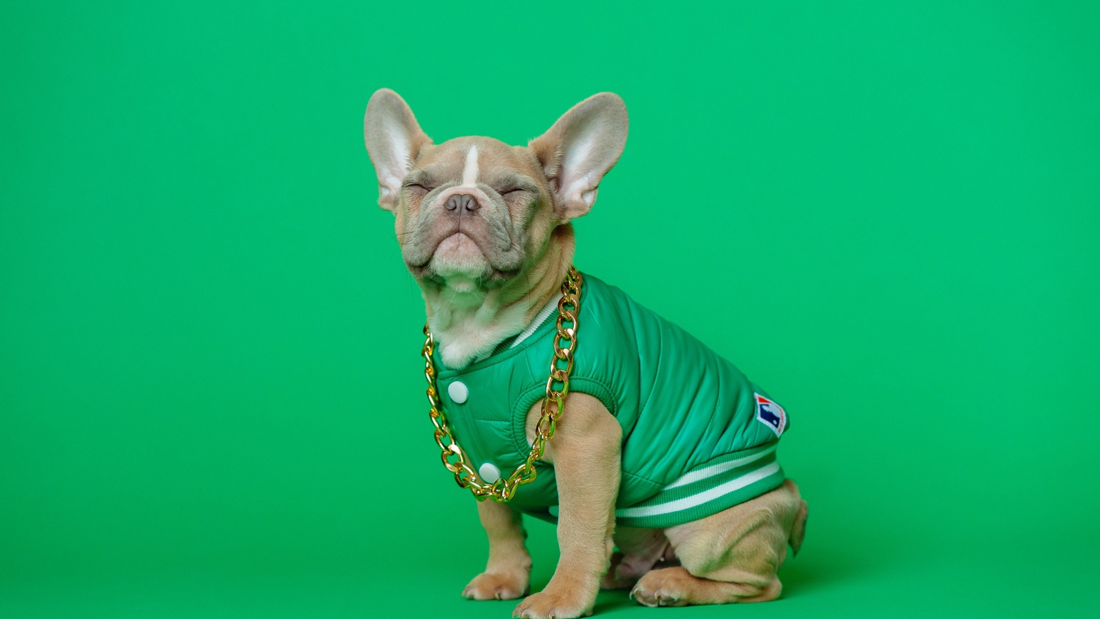 Улыбающийся французский бульдог на зеленом фоне