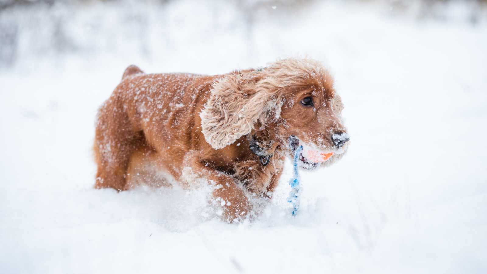 Спаниель идет по холодному снегу