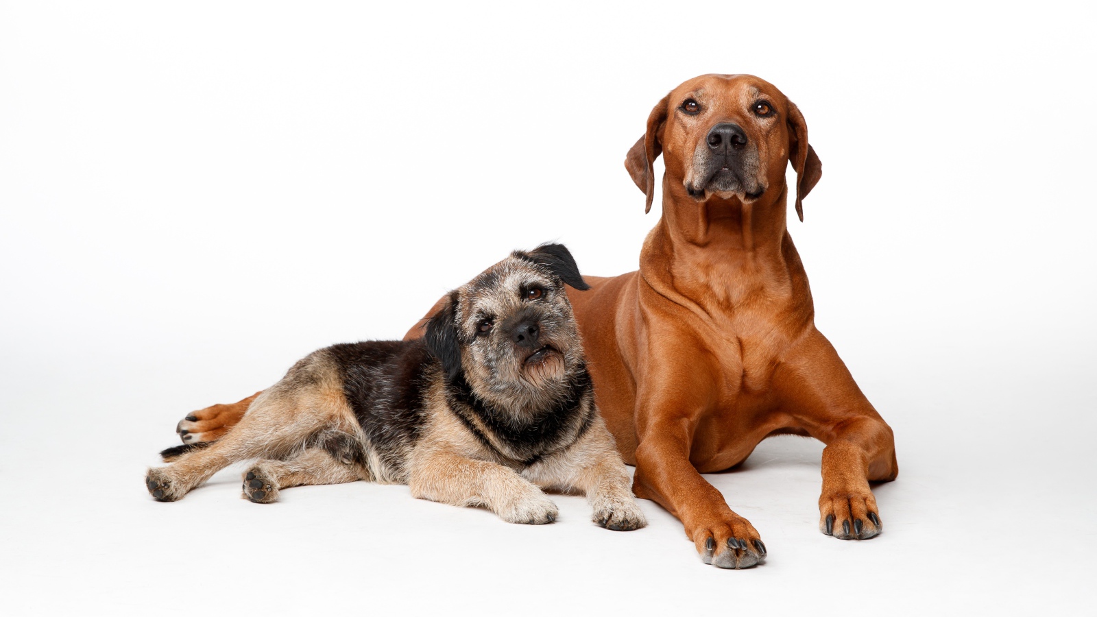 Две породистые собаки на белом фоне