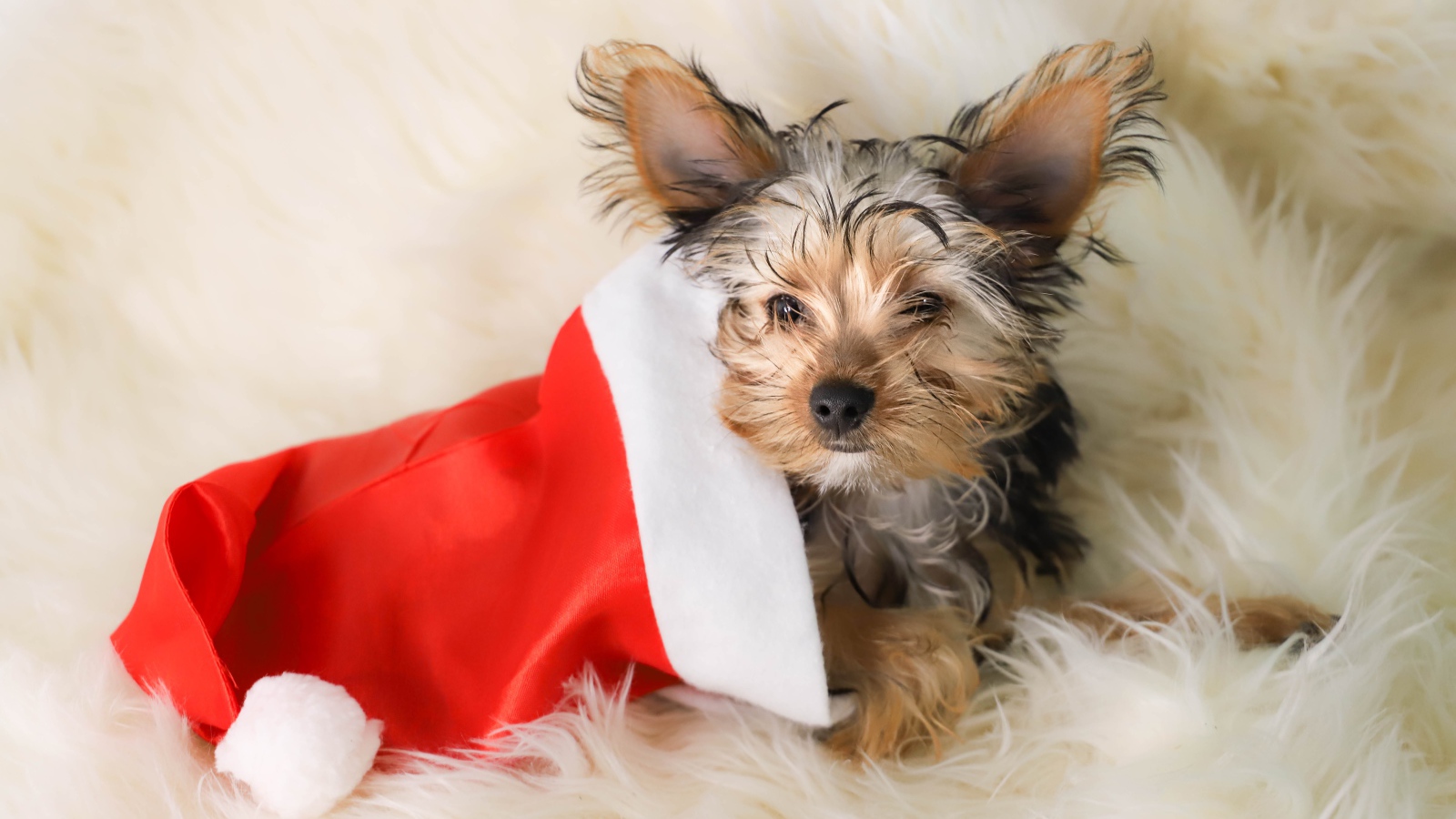 Собака породы йоркширский терьер в новогоднем колпаке 